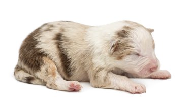 Avustralyalı çoban köpek, 10 günlükken, beyaz arka planı yalan