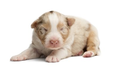 Avustralyalı çoban köpek yavrusu, beyaz arka planı 12 günlük uyku