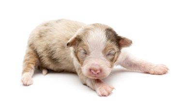 Avustralyalı çoban köpek, 14 gün yaşlı, beyaz arka planı yalan
