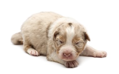 Avustralyalı çoban köpek, 14 gün yaşlı, beyaz arka planı yalan
