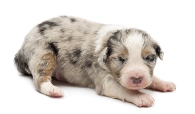 Avustralyalı çoban köpek, 14 gün yaşlı, beyaz arka planı yalan