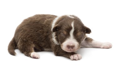 Avustralyalı çoban köpek, 14 gün yaşlı, beyaz arka planı yalan