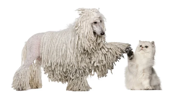 White Corded Standard Poodle и Persian high fiving на белом фоне — стоковое фото