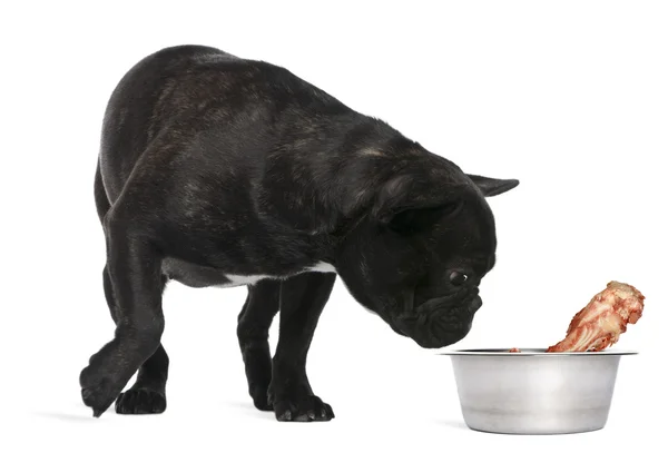 French Bulldog, 12 months old, sniffing bone in bowl against whi — Stock Photo, Image