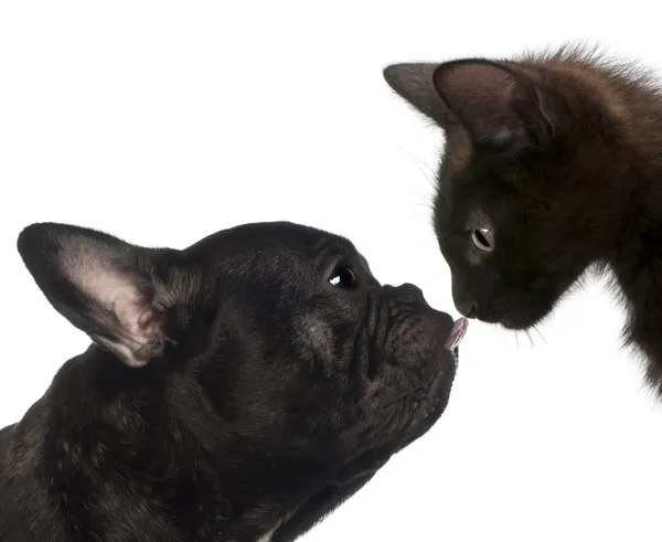 Primer plano de un bulldog francés lamiendo la nariz del gatito sobre fondo blanco — Foto de Stock