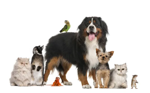 Group of pets — Stock Photo, Image