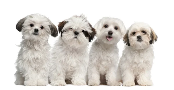 Groep shih tzu en maltese puppy zitten en kijken naar camera tegen witte achtergrond — Stockfoto