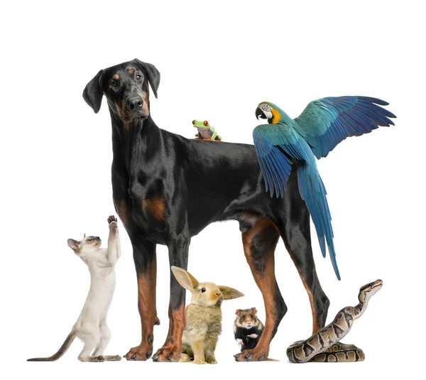 Group of pets — Stock Photo, Image