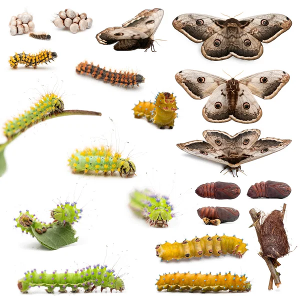 Complete evolution of Giant Peacock Moth, Saturnia pyri, against white background — Stock Photo, Image