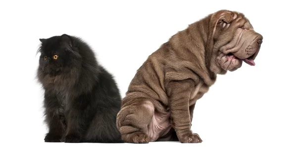 Sharpei and Persian sitting back to back against white background — Stock Photo, Image