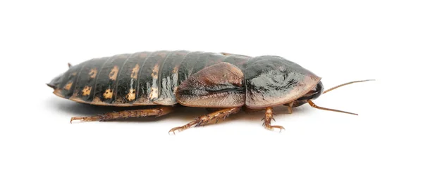 Cockroach against white background — Stock Photo, Image