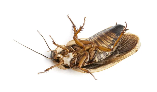 Arka beyaz arka plan üzerinde yalan hamamböceği — Stok fotoğraf