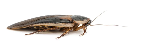 흰색 배경 바퀴벌레 — 스톡 사진