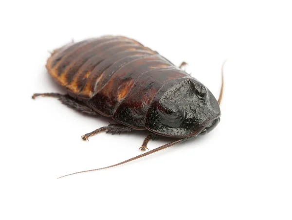 Madagáscar Hissing Barata, Gromphadorhina portentosa, também conhecida como a barata Hissing ou simplesmente Hisser contra fundo branco — Fotografia de Stock