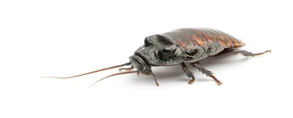 Madagaskar Sissende kakkerlak, gromphadorhina portentosa, ook bekend als de Sissende kakkerlak of gewoon hisser tegen witte achtergrond — Stockfoto