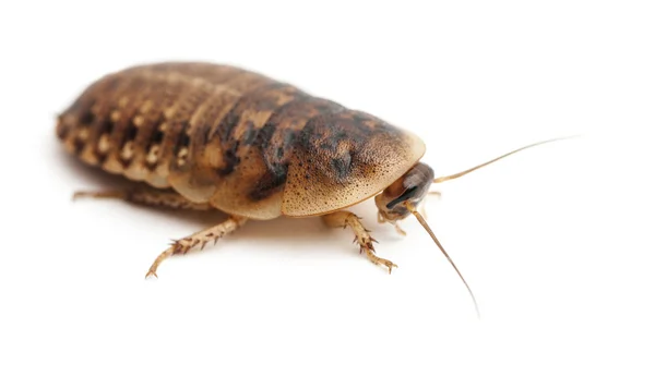 Cockroach against white background — Stock Photo, Image