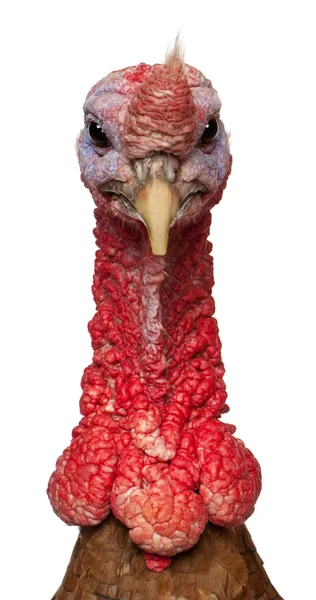 Portrait of Red Ardenner turkey against white background — Stock Photo, Image