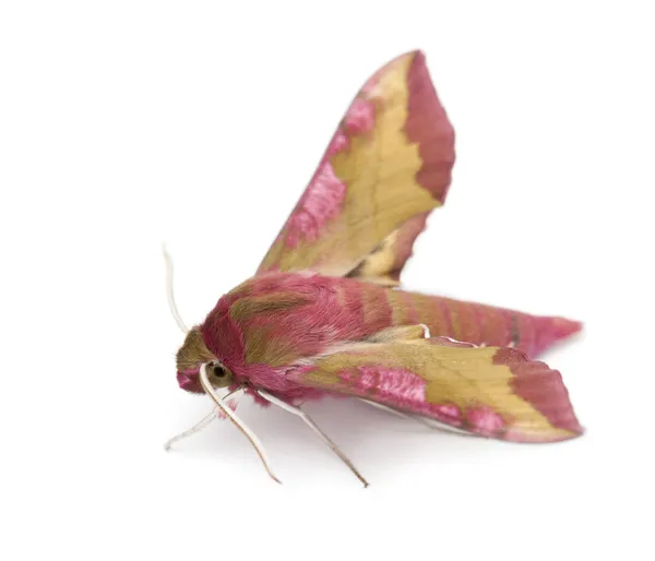 Elephant Hawk, moth, Deilephila elpenor, against white background — Stock Photo, Image