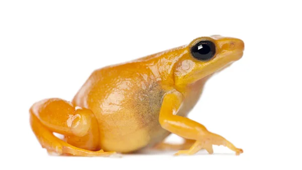 Golden Mantella - Mantella aurantiaca — Stock Photo, Image