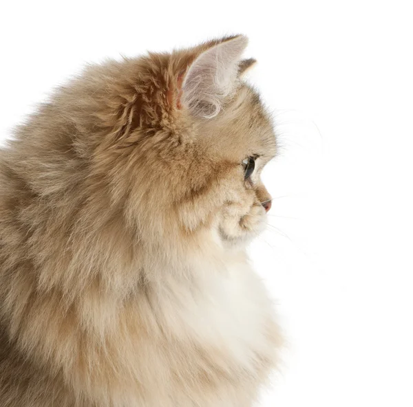イギリスの長髪の猫、4 ヶ月、白の背景 — ストック写真