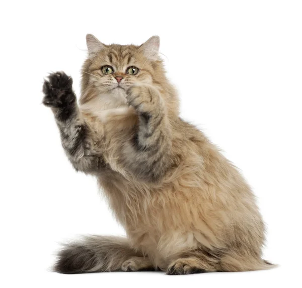 Britânico Longhair cat, 4 meses, sentado contra fundo branco — Fotografia de Stock