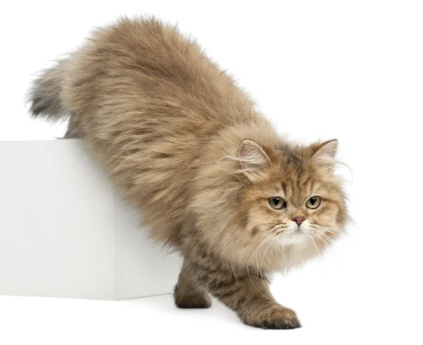 British Longhair cat, 4 months old, walking against white background — Stock Photo, Image
