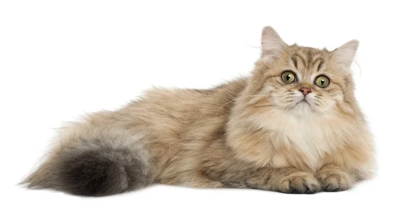 Británico Cabello largo gato, 4 meses de edad, acostado sobre fondo blanco —  Fotos de Stock