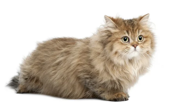 Británico Cabello largo gato, 4 meses de edad, acostado sobre fondo blanco — Foto de Stock