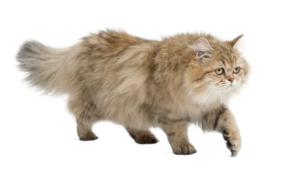 British Longhair cat, 4 mesi, cammina su sfondo bianco — Foto Stock