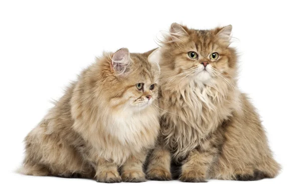 Gatto britannico Longhair, 4 mesi, seduto contro lo schienale bianco — Foto Stock