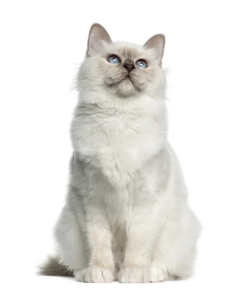 Birman, 5 months old against white background — Stock Photo, Image