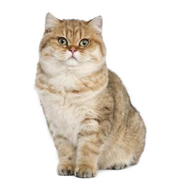 Golden shaded British shorthair, 7 months old, sitting against white background — Stock Photo, Image