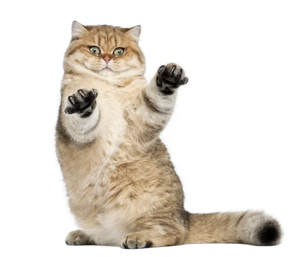 Golden shaded British shorthair, 7 months old, sitting against white background — Stock Photo, Image