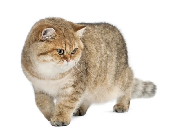 Golden shaded British shorthair, 7 months old, walking against white background — Stock Photo, Image