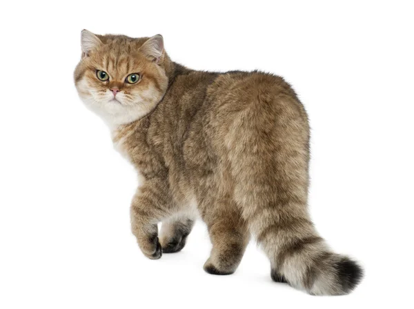 Golden shaded British shorthair, 7 months old, walking against white background — Stock Photo, Image