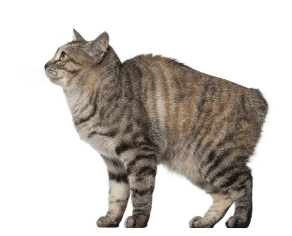 Side view of a Kurilian Bobtail, 1 year old against white background — Stockfoto