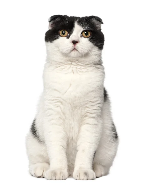 Scottish Fold, 6 meses, sentado contra fundo branco — Fotografia de Stock