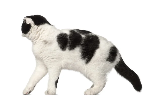 Scottish Fold, 6 months old, standing against white background — Stock Photo, Image