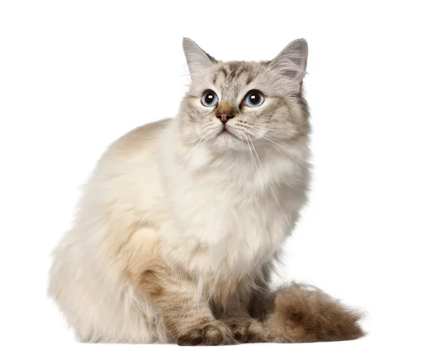 Ragdoll, 10 months old, sitting against white background — Stock Photo, Image