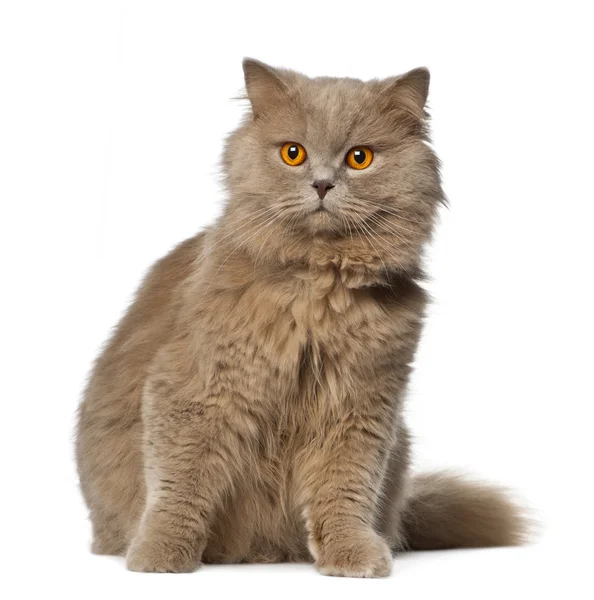 British Longhair sitting against white background — Stock Photo, Image