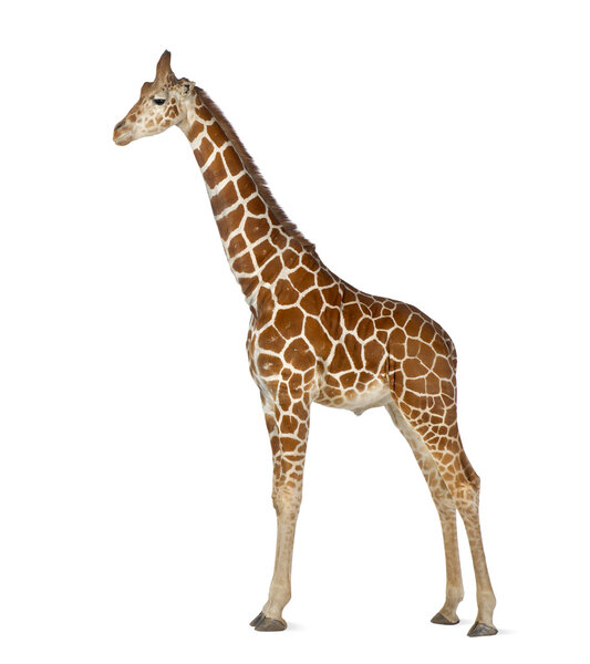 Somali Giraffe, commonly known as Reticulated Giraffe, Giraffa camelopardalis reticulata, 2 and a half years old standing against white background