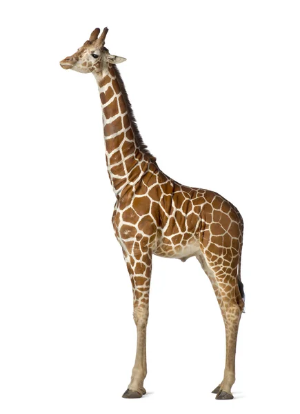Girafe somalienne, communément appelée Girafe réticulée, Giraffa camelopardalis reticulata, 2 ans et demi debout sur fond blanc — Photo