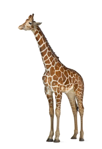 Somali Girafa, vulgarmente conhecido como Girafa Reticulada, Girafa camelopardalis reticulata, 2 anos e meio de idade de pé contra fundo branco — Fotografia de Stock