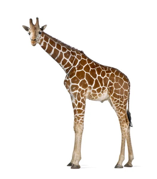 Jirafa somalí, comúnmente conocida como jirafa reticulada, jirafa camelopardalis reticulata, de 2 años y medio de edad, de pie sobre fondo blanco —  Fotos de Stock