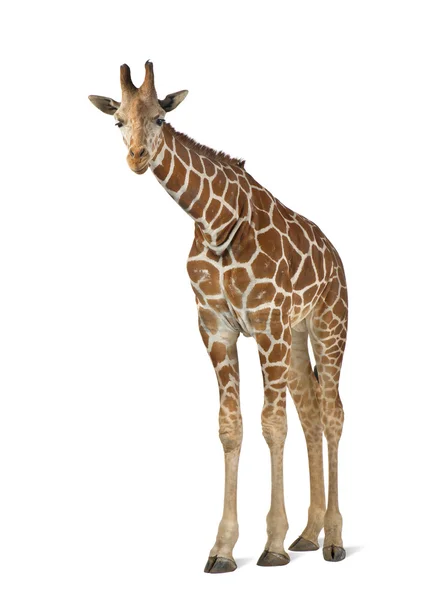 Somali Giraffe, широко известный как Reticulated Giraffe, Giraffa camelopardalis reticulata, 2 с половиной года, стоящий на белом фоне — стоковое фото