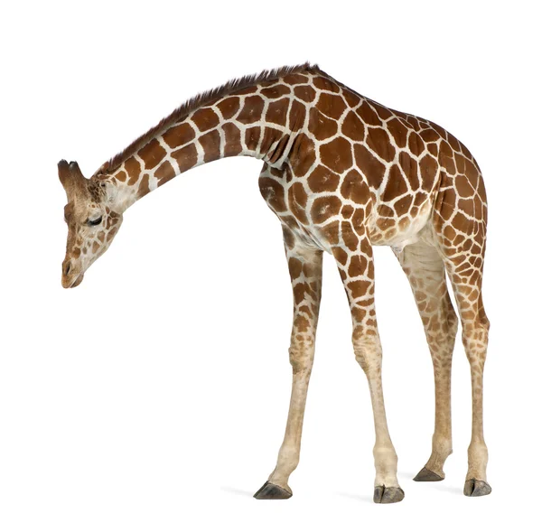 Somalijski żyrafa, powszechnie znany jako żyrafa siatkowana, giraffa camelopardalis reticulata, 2 i pół lat stary stojący na białym tle — Zdjęcie stockowe
