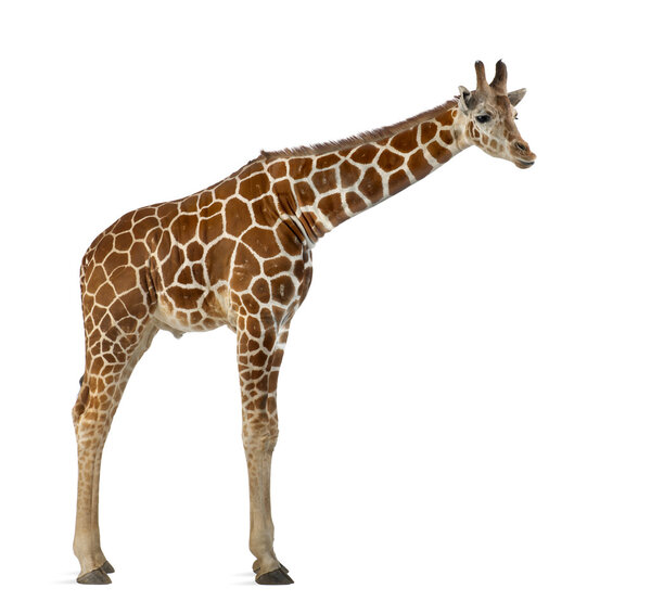 Somali Giraffe, commonly known as Reticulated Giraffe, Giraffa camelopardalis reticulata, 2 and a half years old standing against white background