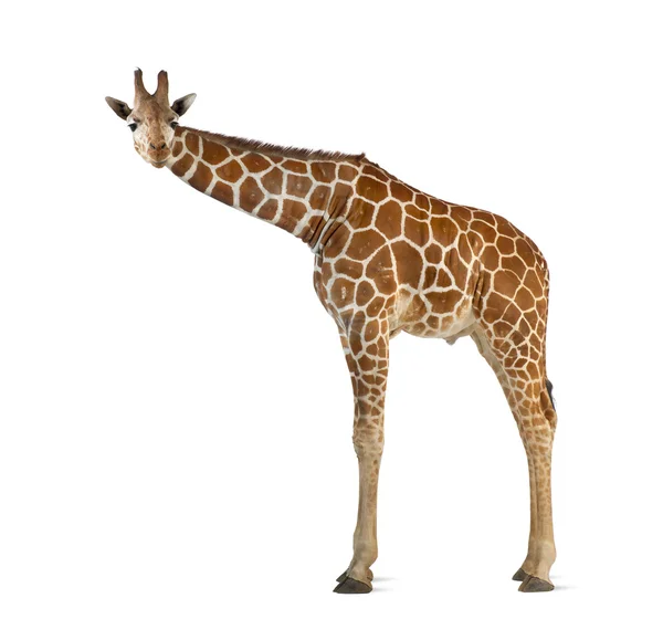 Somaliska giraff, allmänt känd som nätstruktur giraff, giraffa camelopardalis reticulata, 2 och ett halvt år gammal står mot vit bakgrund — Stockfoto