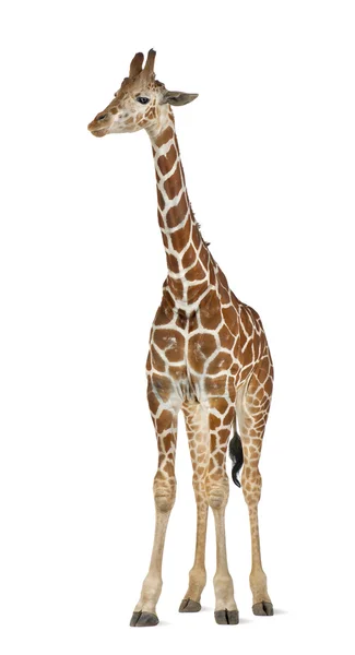 Somali kirahvi, yleisesti tunnettu Reticulated Giraffe, Giraffa camelopardalis reticulata, 2 ja puoli vuotta vanha seisoo valkoisella taustalla — kuvapankkivalokuva