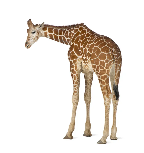 Somalische Giraffe, allgemein bekannt als Netzgiraffe, Giraffa camelopardalis reticulata, zweieinhalb Jahre alt, steht vor weißem Hintergrund — Stockfoto